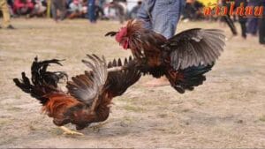กติกาในการชนไก่ชน
