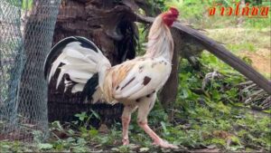 การสร้างความแข็งแรงและคล่องแคล่วให้ไก่ชน-เพื่อโอกาสชนะ