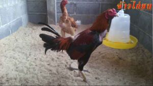 การเลือกพันธุ์ไก่ชนที่ดีสำหรับมือใหม่