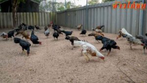 การเลือกอาหารที่โปรตีนสูงสำหรับเลี้ยงไก่ชน