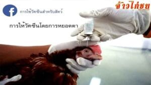 การให้วัคซีนสำหลับไก่