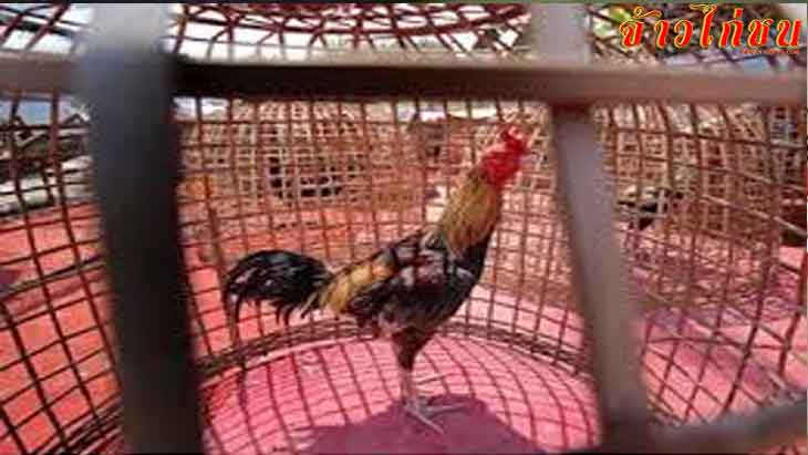 ซื้อไก่ชน-การเลี้ยงไก่ชนหลังจากซื้อมาแล้วต้องระวังอะไรบ้าง