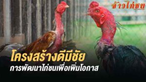 ทำยังไงไก่ชนถึงจะเก่งได้อย่างต่อเนื่อง