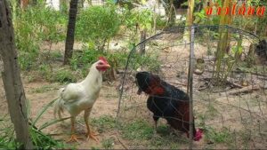 ฤดูฝนส่งผลให้ไก่ชนพม่าแพ้จริงมั้ย