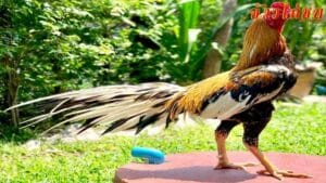 ลักษณะต่างๆของไก่ชน-เหลืองหางขาว