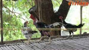 วิธีคัดเลือกพ่อพันธ์ุ-แม่พันธ์ุไก่ชน