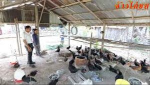 สภาพแวดล้อมที่เหมาะกับการเลี้ยงไก่ชนต้องเป็นแบบไหน