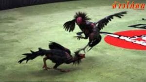 เปิดเผย!-จุดตุยไก่ชน-ตีตรงไหนคู่ต่อสู้ล้มแน่-ไก่ตีแผลลึก