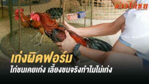 ไก่ชนแพ้สามารถเลี้ยงชนต่อได้มั้ย