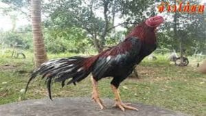 ไก่ป่าก๋อยคืออะไรมีวิธีดูยังไงบ้าง