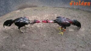 วิธีการเลี้ยงไก่สำหรับชน