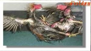 เชิงไก่ชน